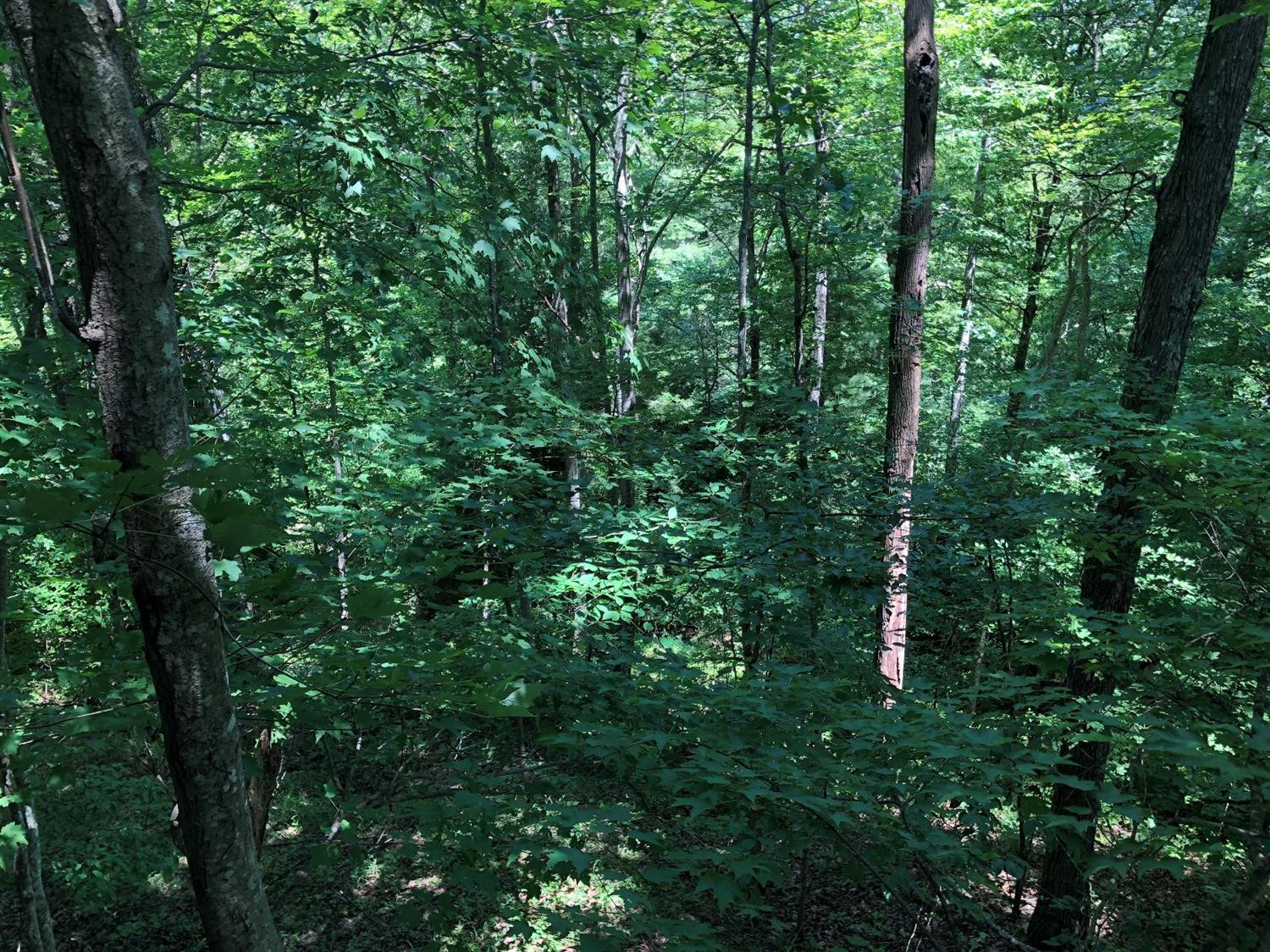 400 Cliffview Road Zoe, KY 41397 - Photo 25 of 45 Photo 25