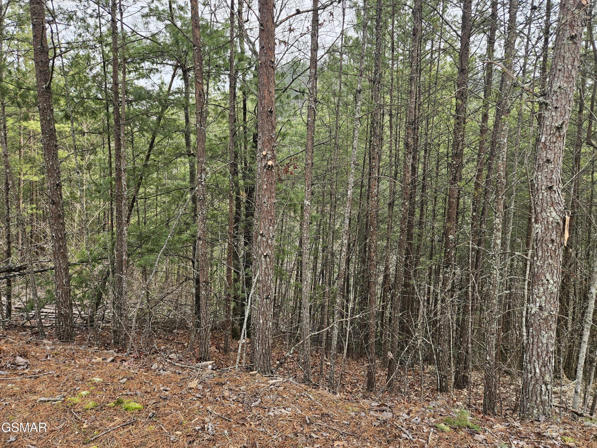 0 South Clear Fork Road Sevierville, TN 37862 - Photo 4 of 30 Gallery Image 4