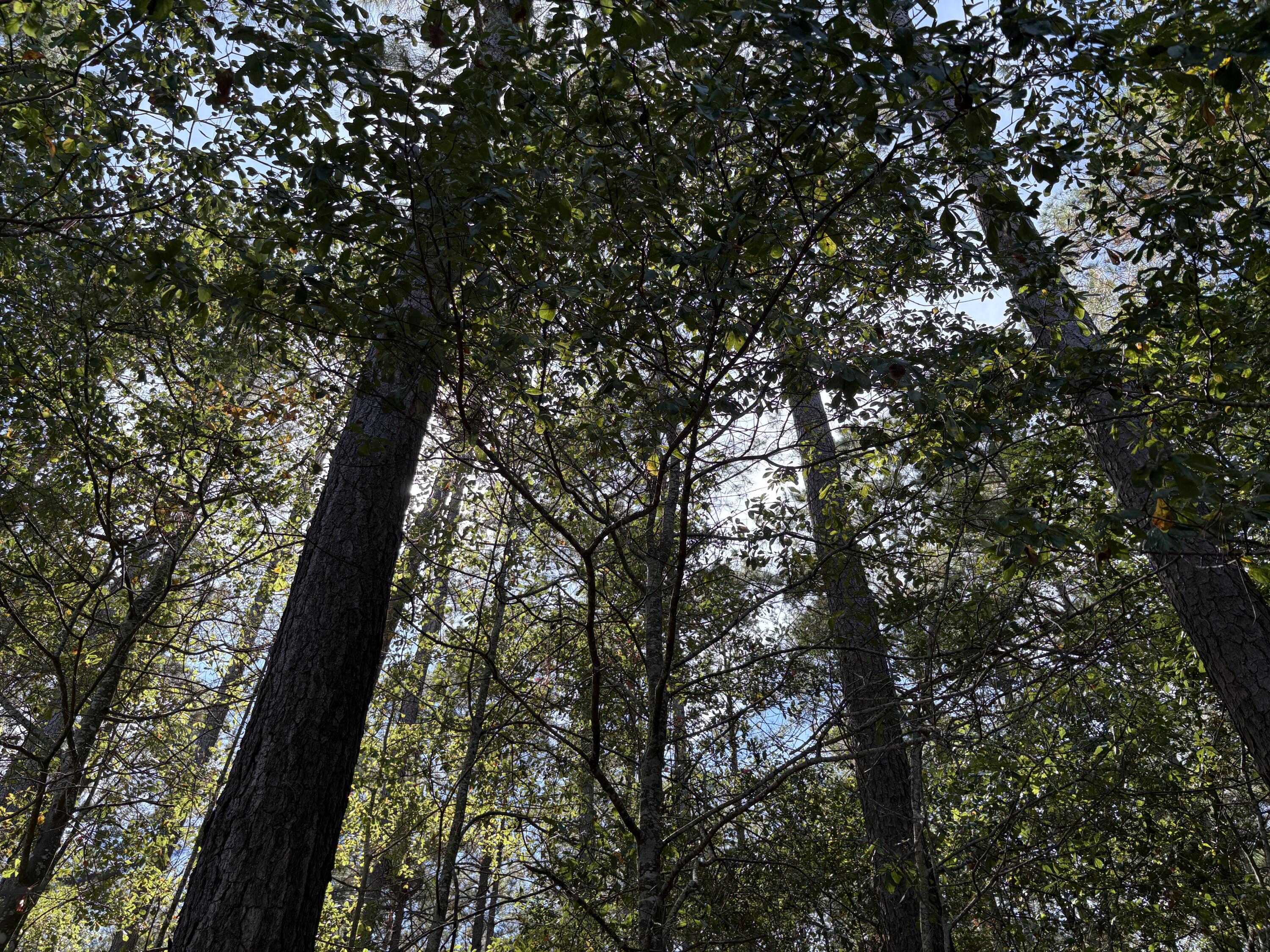 0 Slab Landing Road Orangeburg, SC 29115 - Photo 2 of 8 IMG_6393 (1)