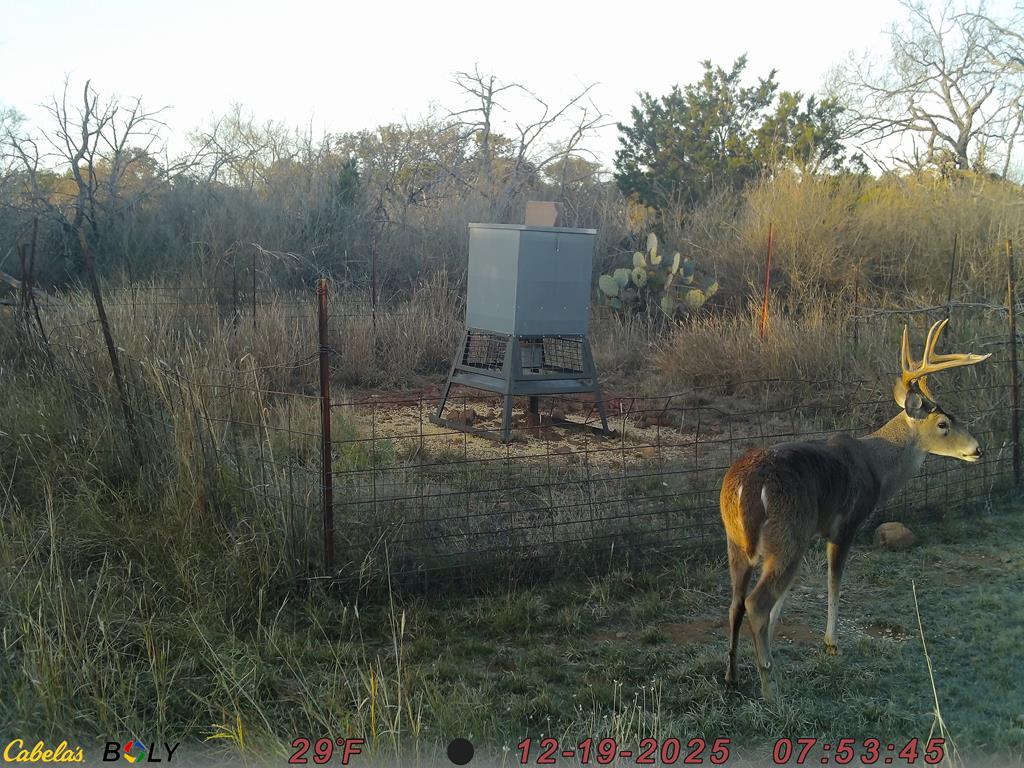 12759 Highway 16 Llano, TX 78643 - Photo 49 of 62 Huge trees near spring