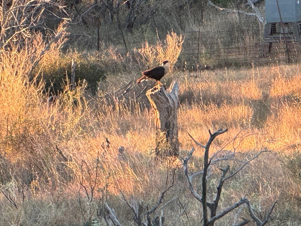 12759 Highway 16 Llano, TX 78643 - Photo 50 of 62 Spring