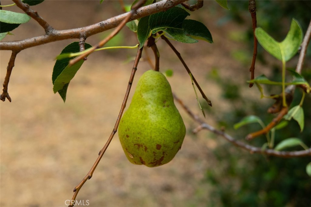 7115 Hites Cove Road Mariposa, CA 95338 - Photo 43 of 48 a view of swimming pool