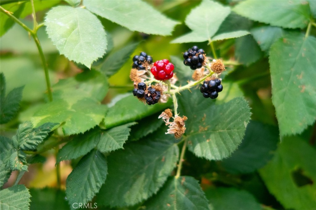 7115 Hites Cove Road Mariposa, CA 95338 - Photo 44 of 48 a view of flowers