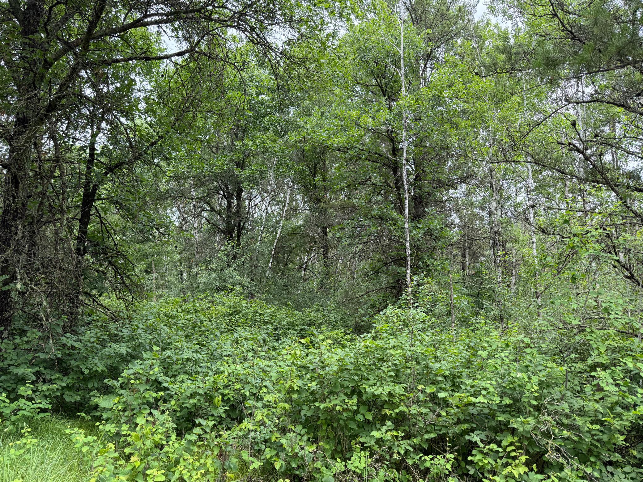 Tbd 350th Street Sebeka, MN 56477 - Photo 91 of 100