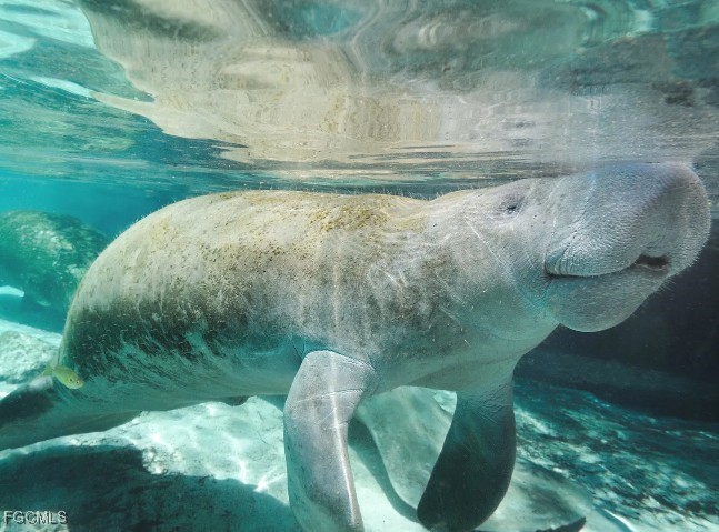 3715 32nd Street Southwest Lehigh Acres, FL 33976 - Photo 19 of 19 a view of a lake view