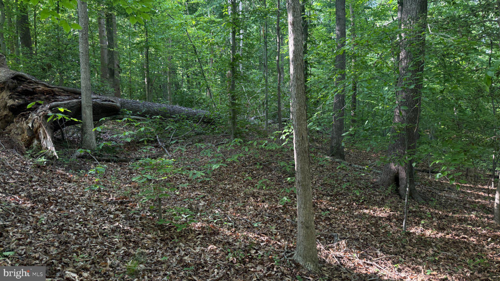 1377 Meyers Station Road Odenton, MD 21113 - Photo 15 of 17 Serene woodland retreat awaits exploration.