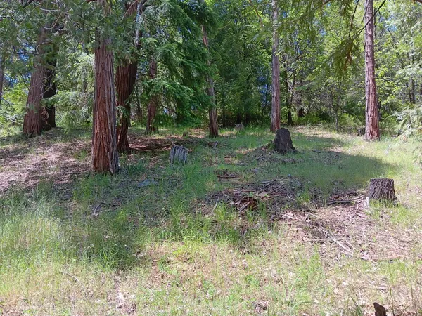 a view of a forest filled with trees