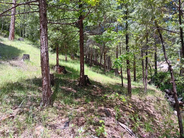 a view of a tree in the middle of a yard