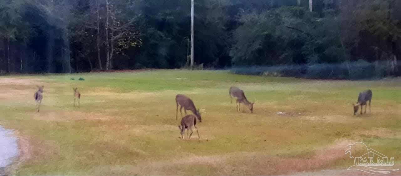 1700 Prospect Road Coffeeville, AL 36524 - Photo 66 of 71