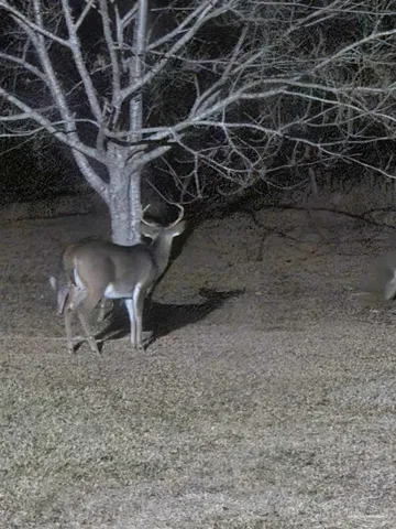 $339,000 | 1700 Prospect Road, Coffeeville, AL 36524