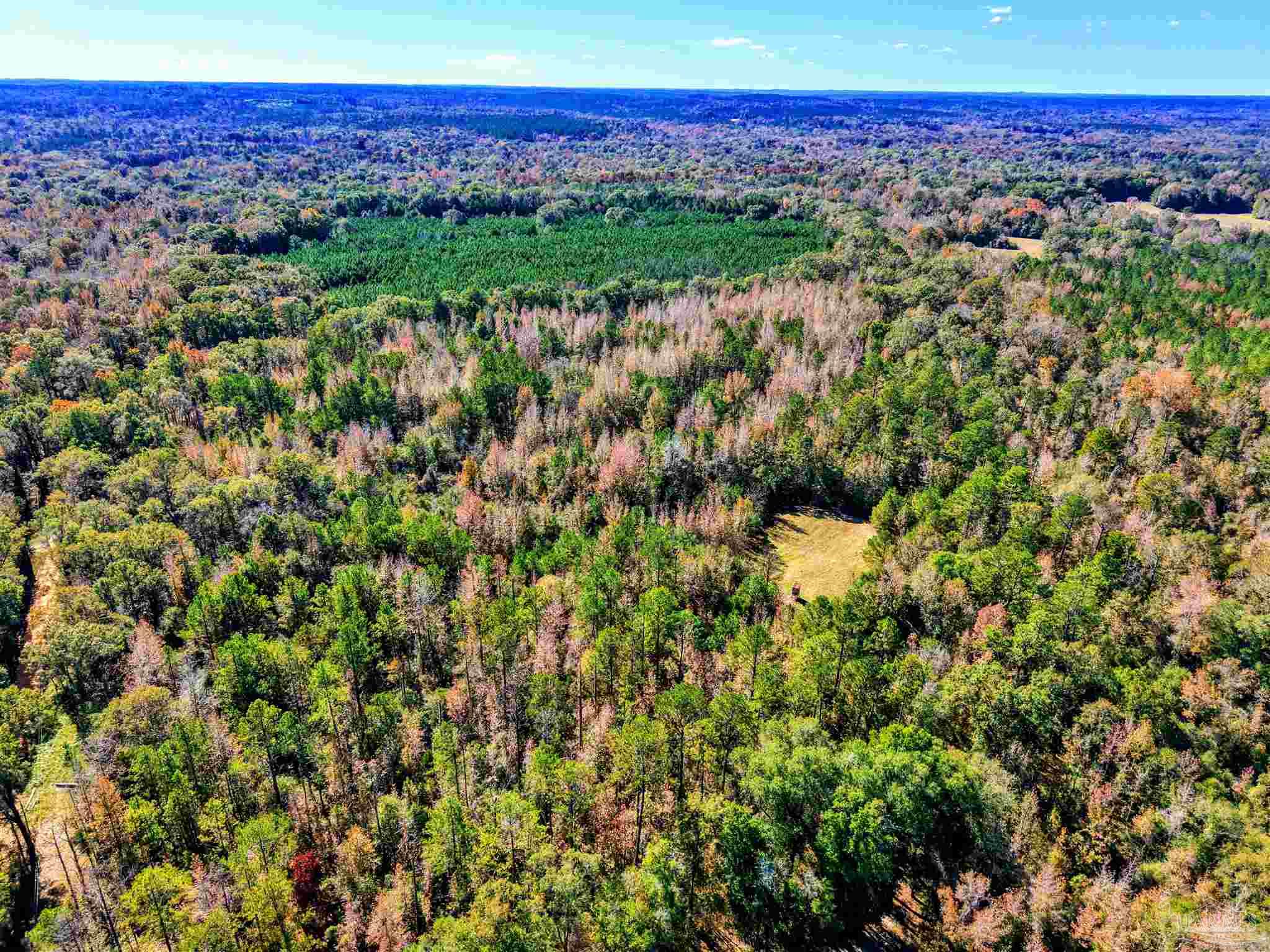 1700 Prospect Road Coffeeville, AL 36524 - Photo 70 of 71 a view of a yard with an outdoor space