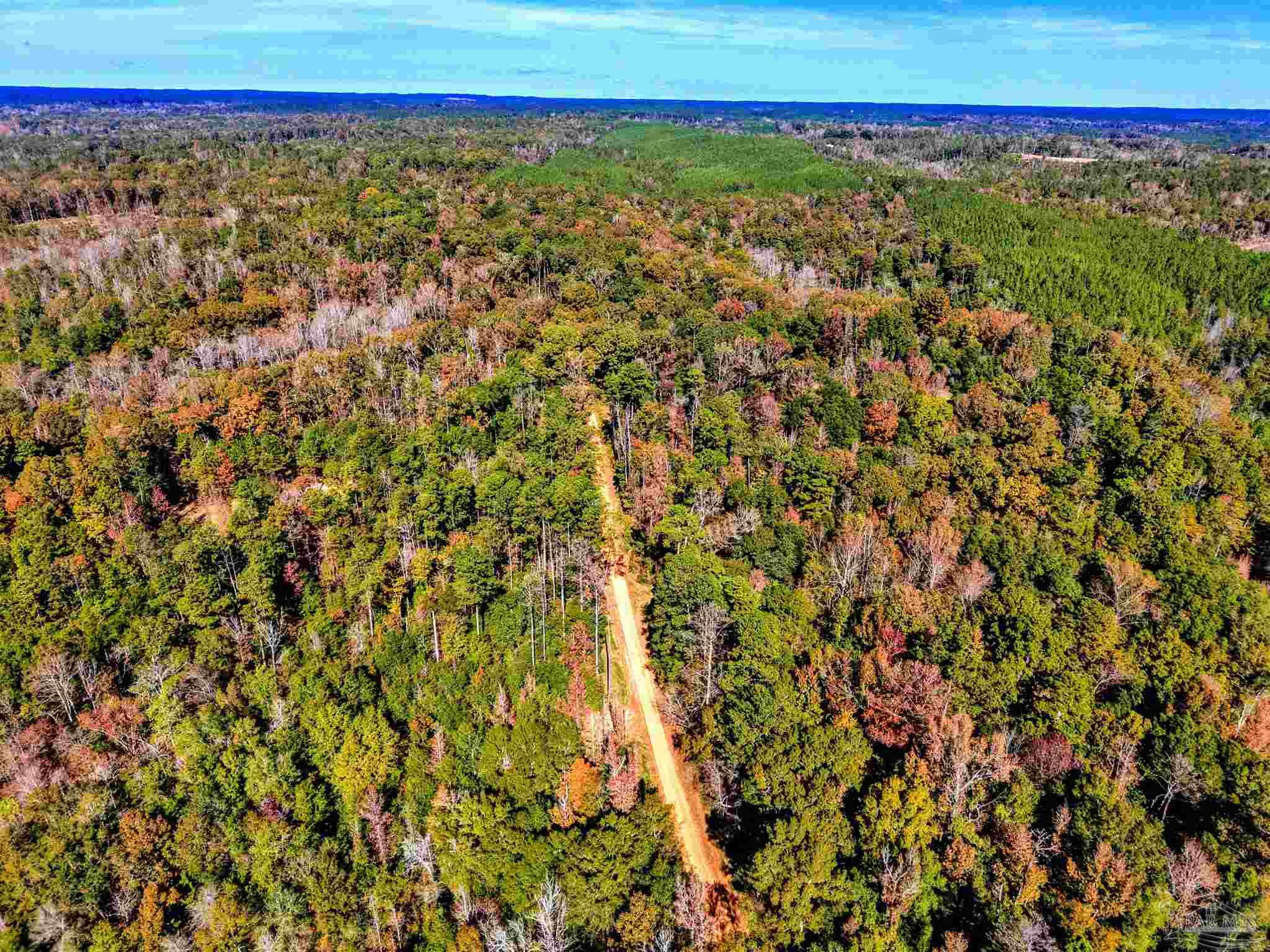 1700 Prospect Road Coffeeville, AL 36524 - Photo 71 of 71 a view of a large green space with lots of trees