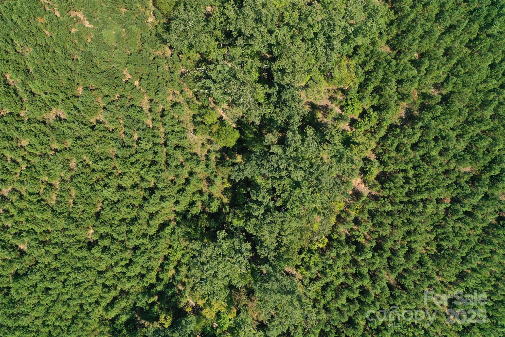 0 Old Windmill Road Ridgeway, SC 29130 - Photo 29 of 46