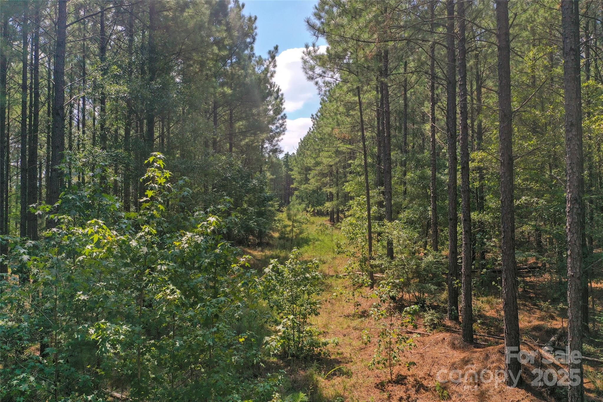 0 Old Windmill Road Ridgeway, SC 29130 - Photo 32 of 46