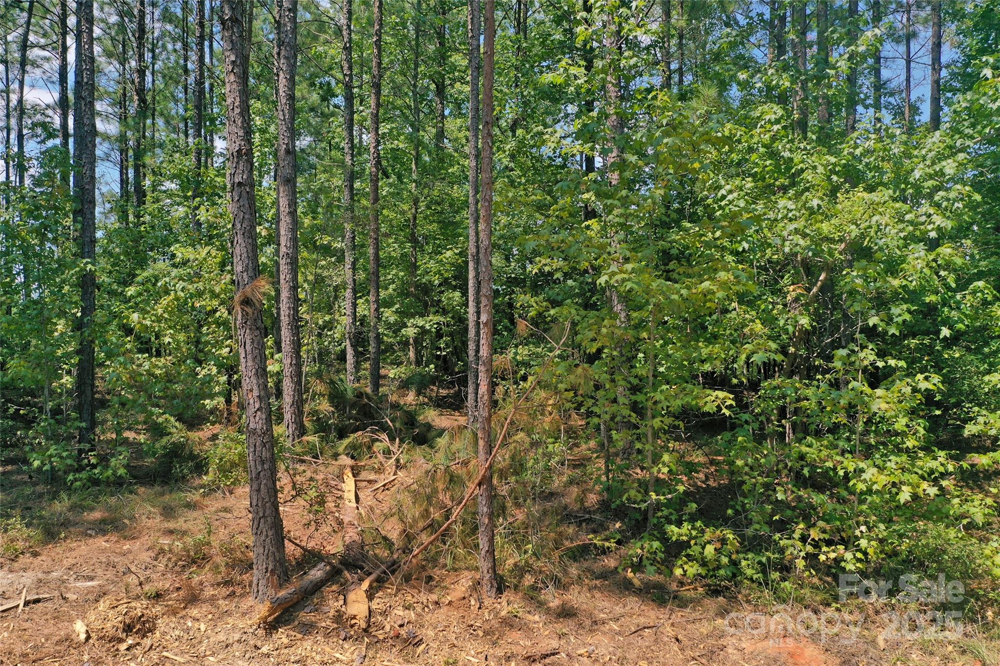 0 Old Windmill Road Ridgeway, SC 29130 - Photo 33 of 46