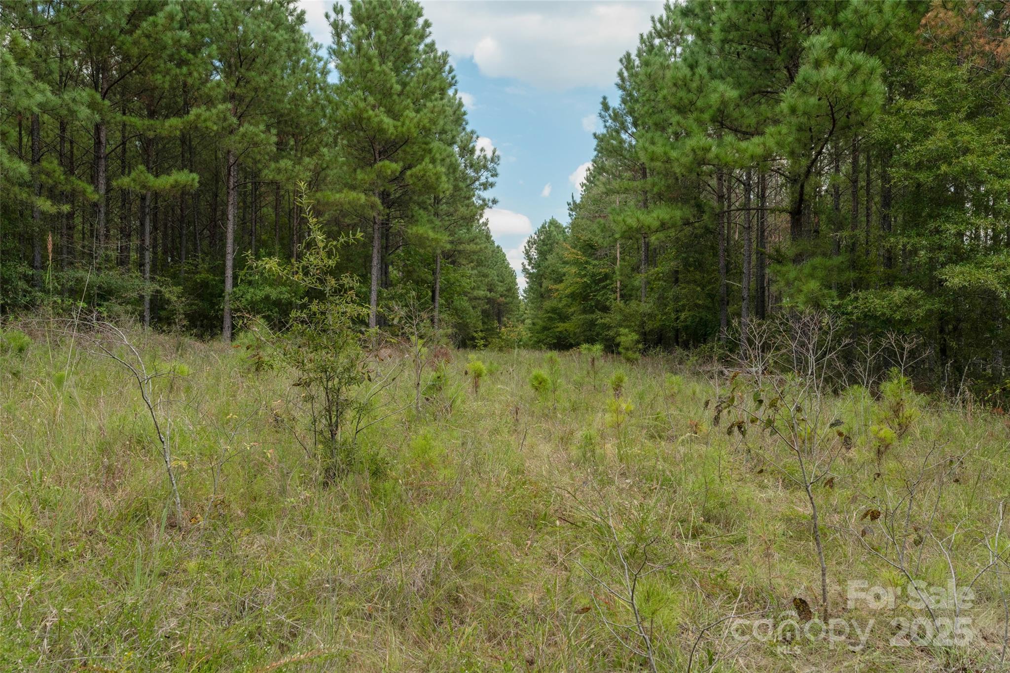 0 Old Windmill Road Ridgeway, SC 29130 - Photo 39 of 46