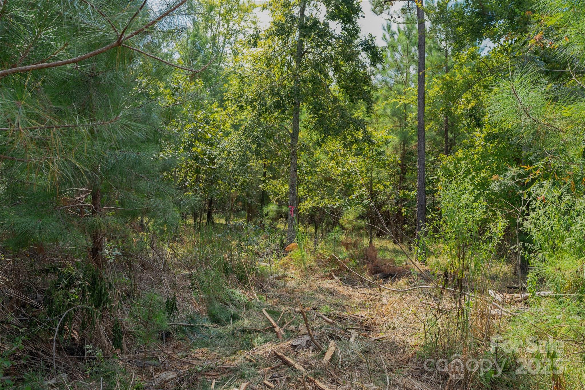 0 Old Windmill Road Ridgeway, SC 29130 - Photo 43 of 46