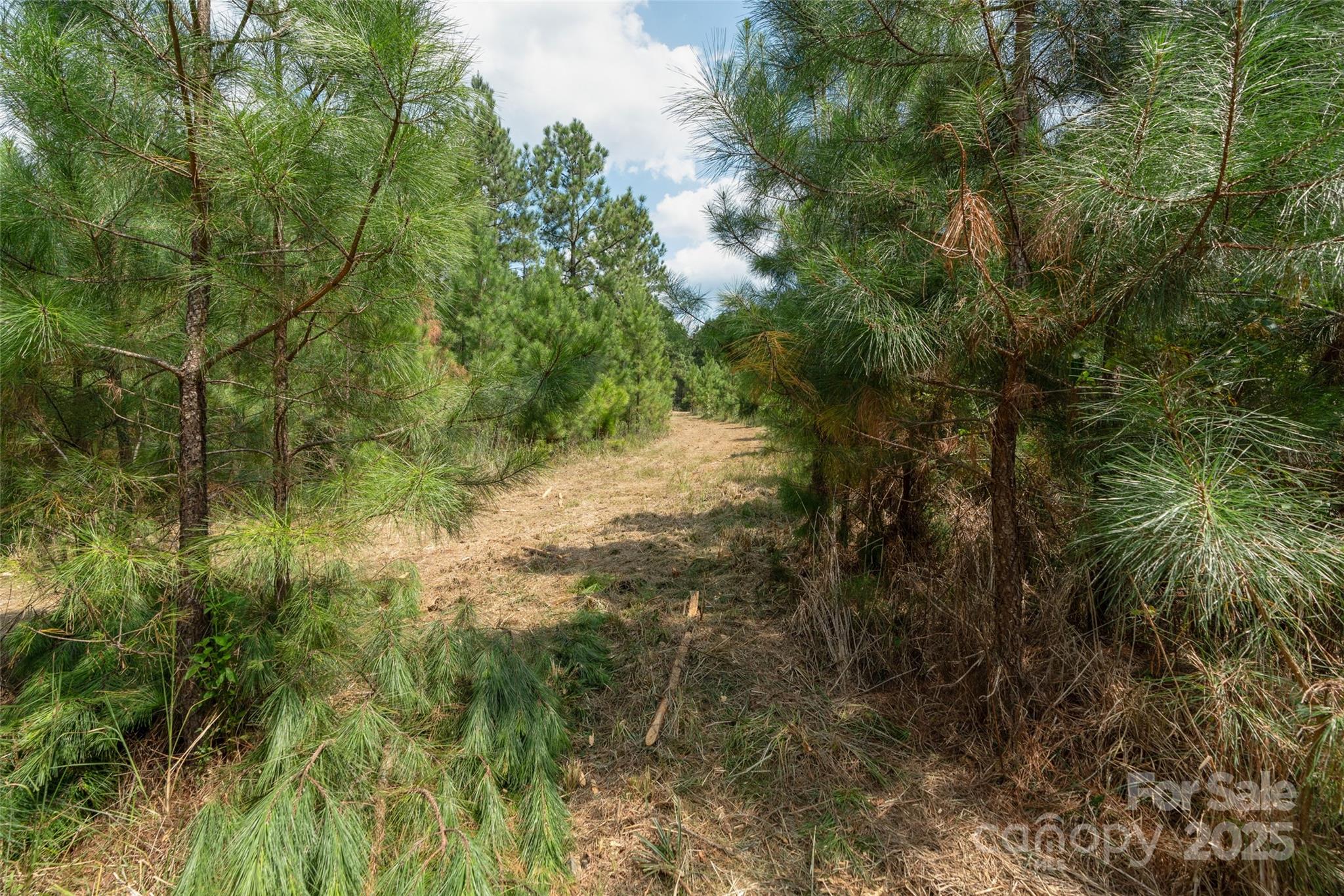 0 Old Windmill Road Ridgeway, SC 29130 - Photo 44 of 46