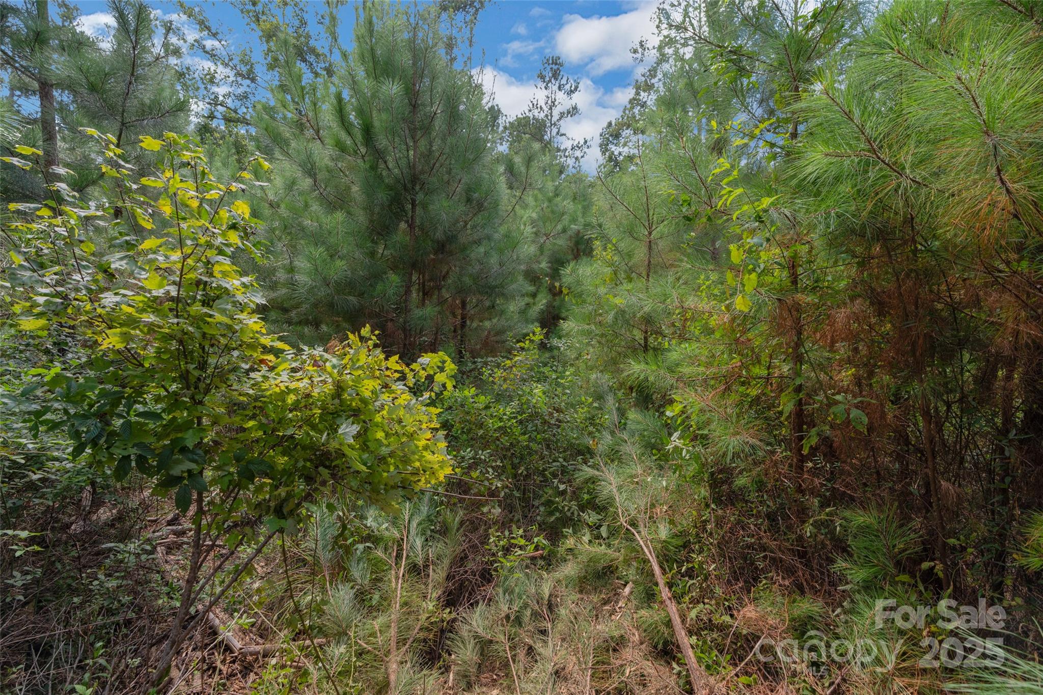 0 Old Windmill Road Ridgeway, SC 29130 - Photo 45 of 46