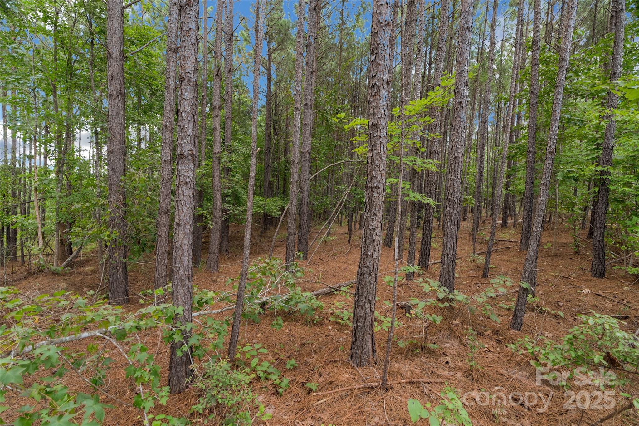 0 Old Windmill Road Ridgeway, SC 29130 - Photo 46 of 46