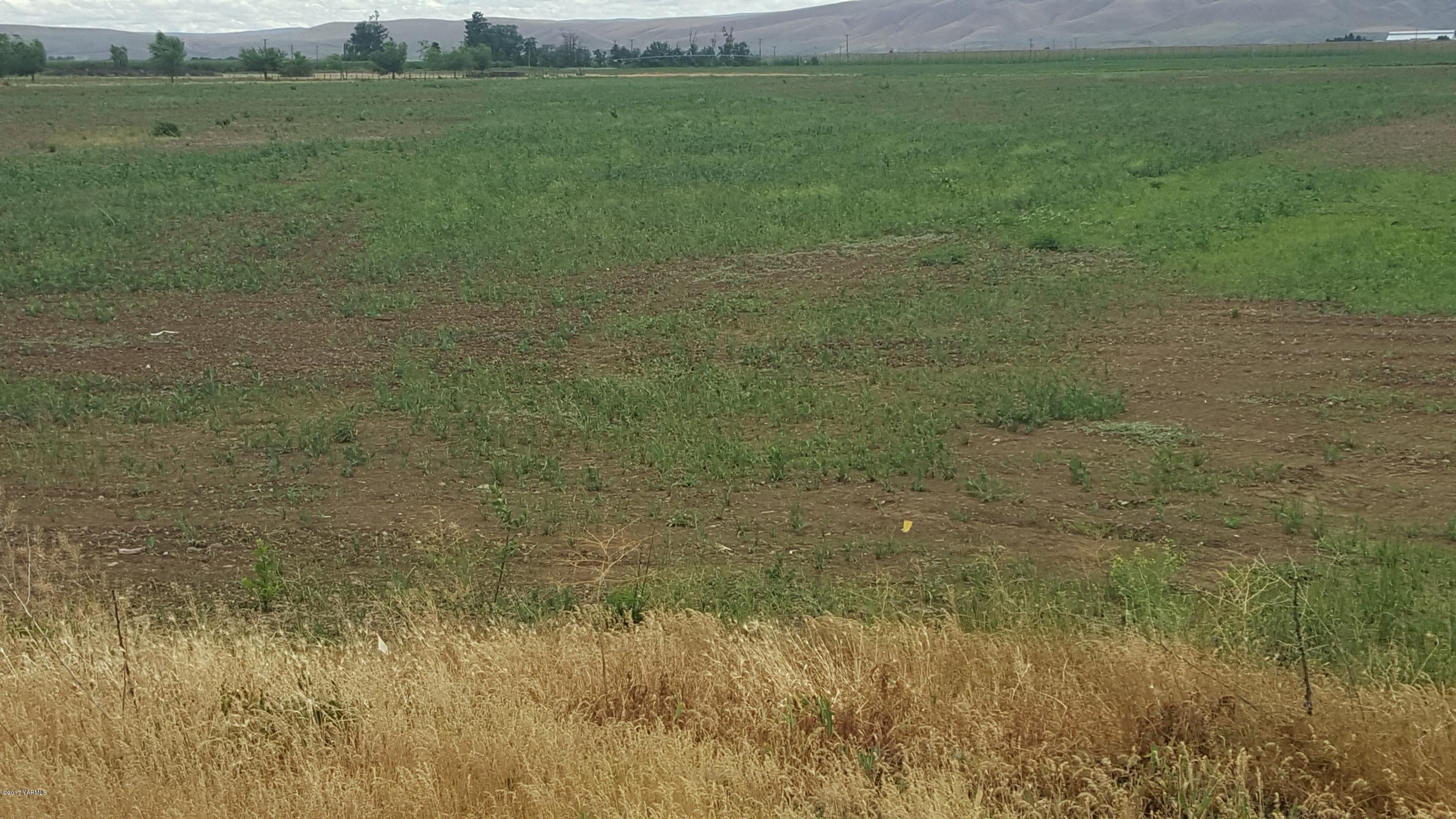 6530 Ashue Road Wapato, WA 98951 - Photo 7 of 14 a view of a big yard with a house