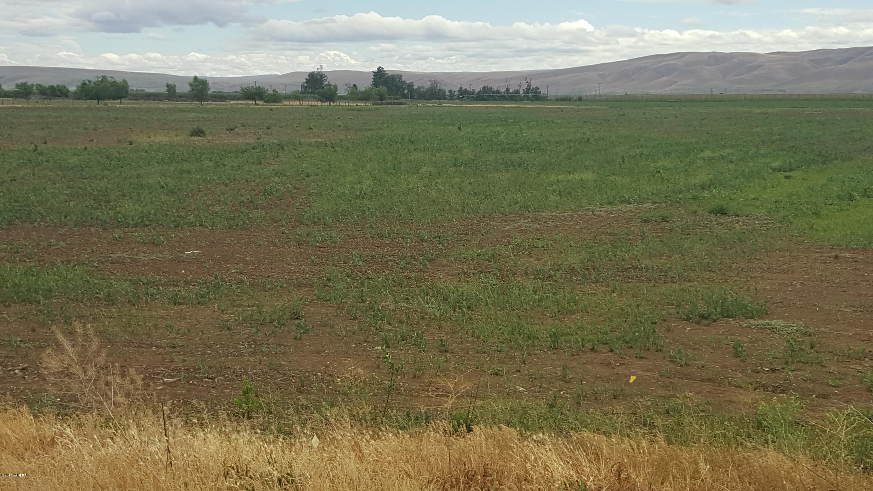 6530 Ashue Road Wapato, WA 98951 - Photo 8 of 14 a view of a field with trees in background