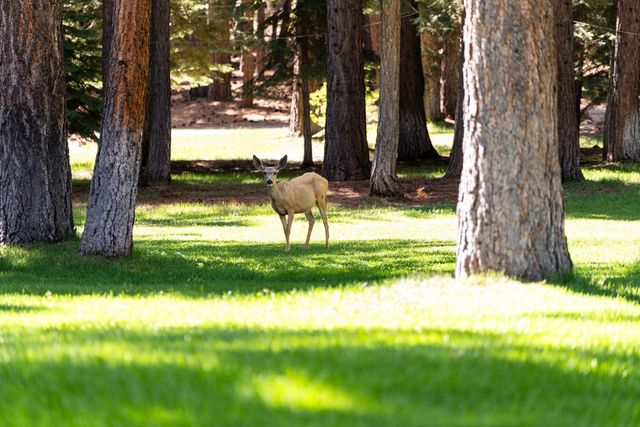 $2,600,000 | 18168 La Mirada Road, Truckee, CA 96161