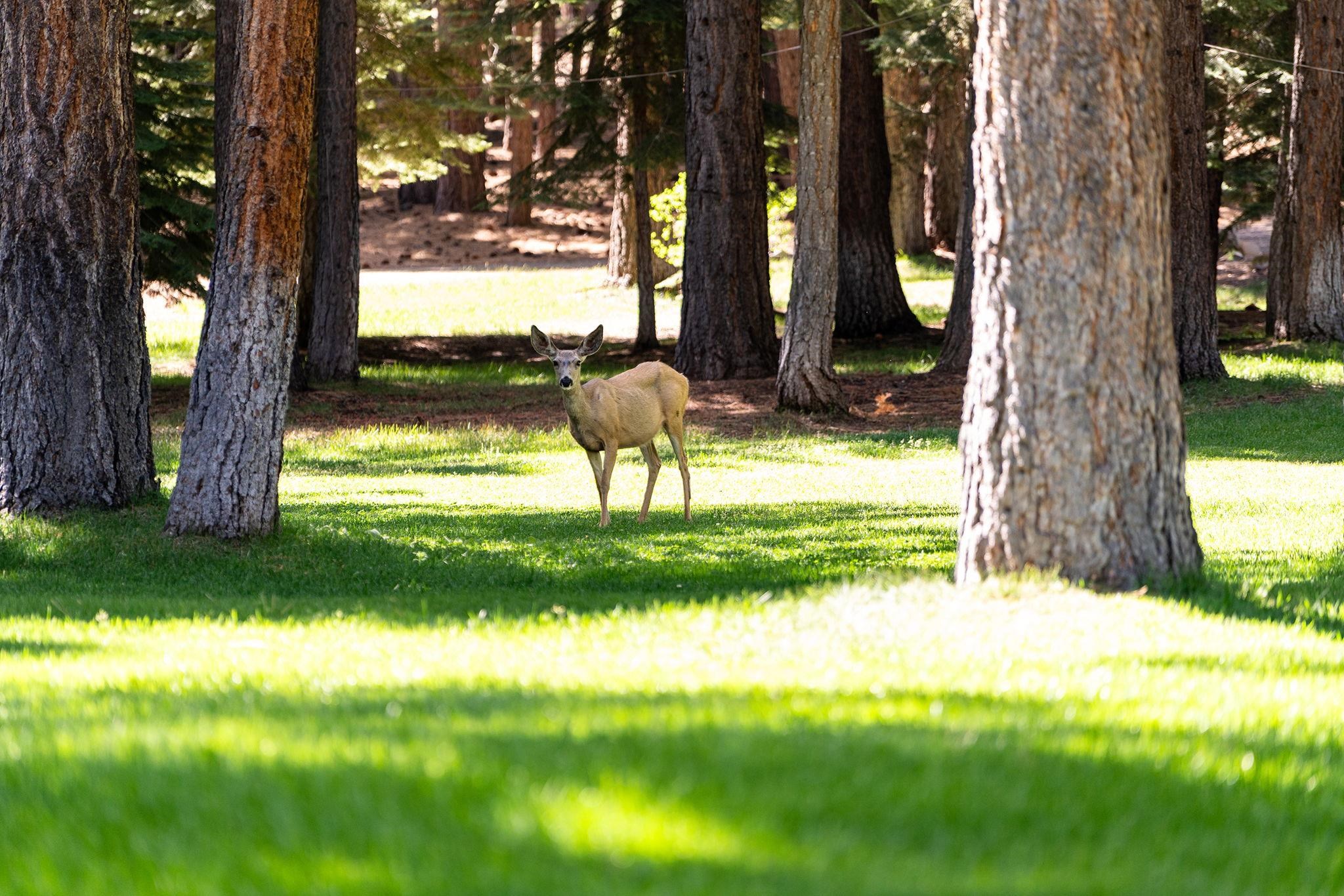 18168 La Mirada Road Truckee, CA 96161 - Photo 28 of 28 a view of backyard with green space