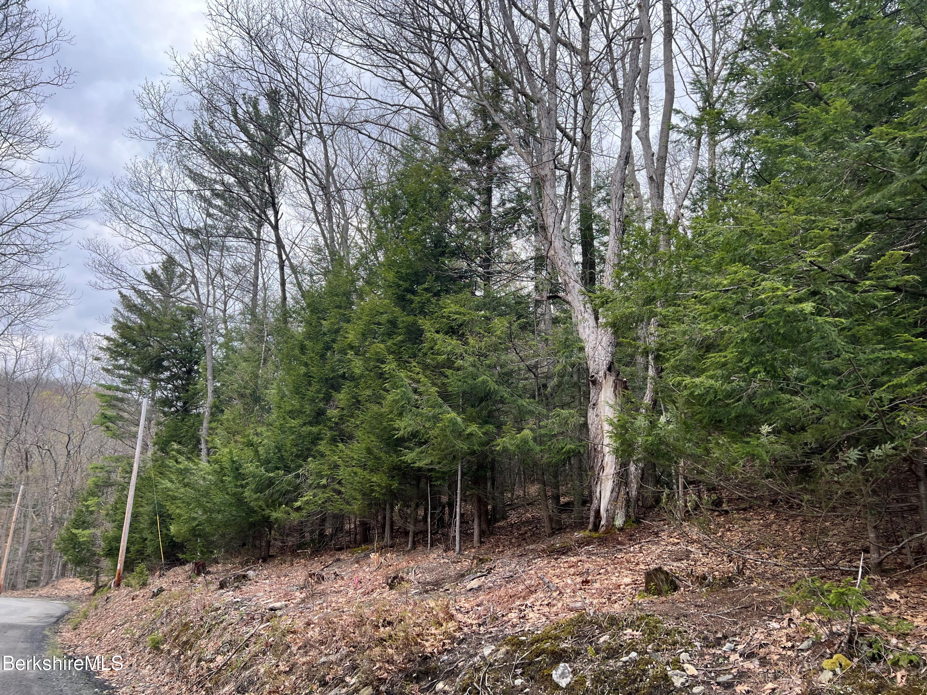 Monroe Road North Adams, MA 01247 - Photo 2 of 3 a view of a forest filled with trees