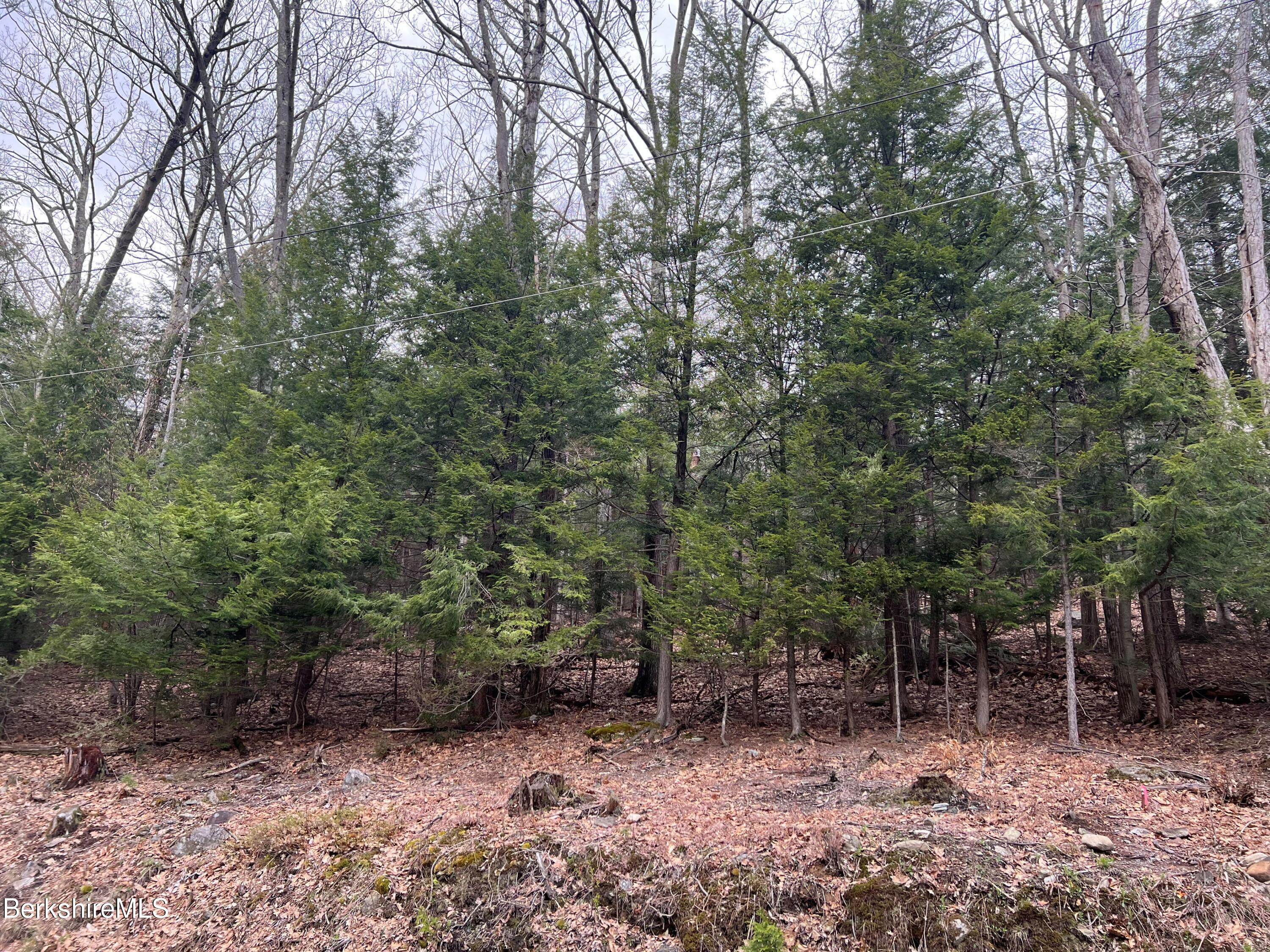 Monroe Road North Adams, MA 01247 - Photo 3 of 3 a view of a forest filled with trees