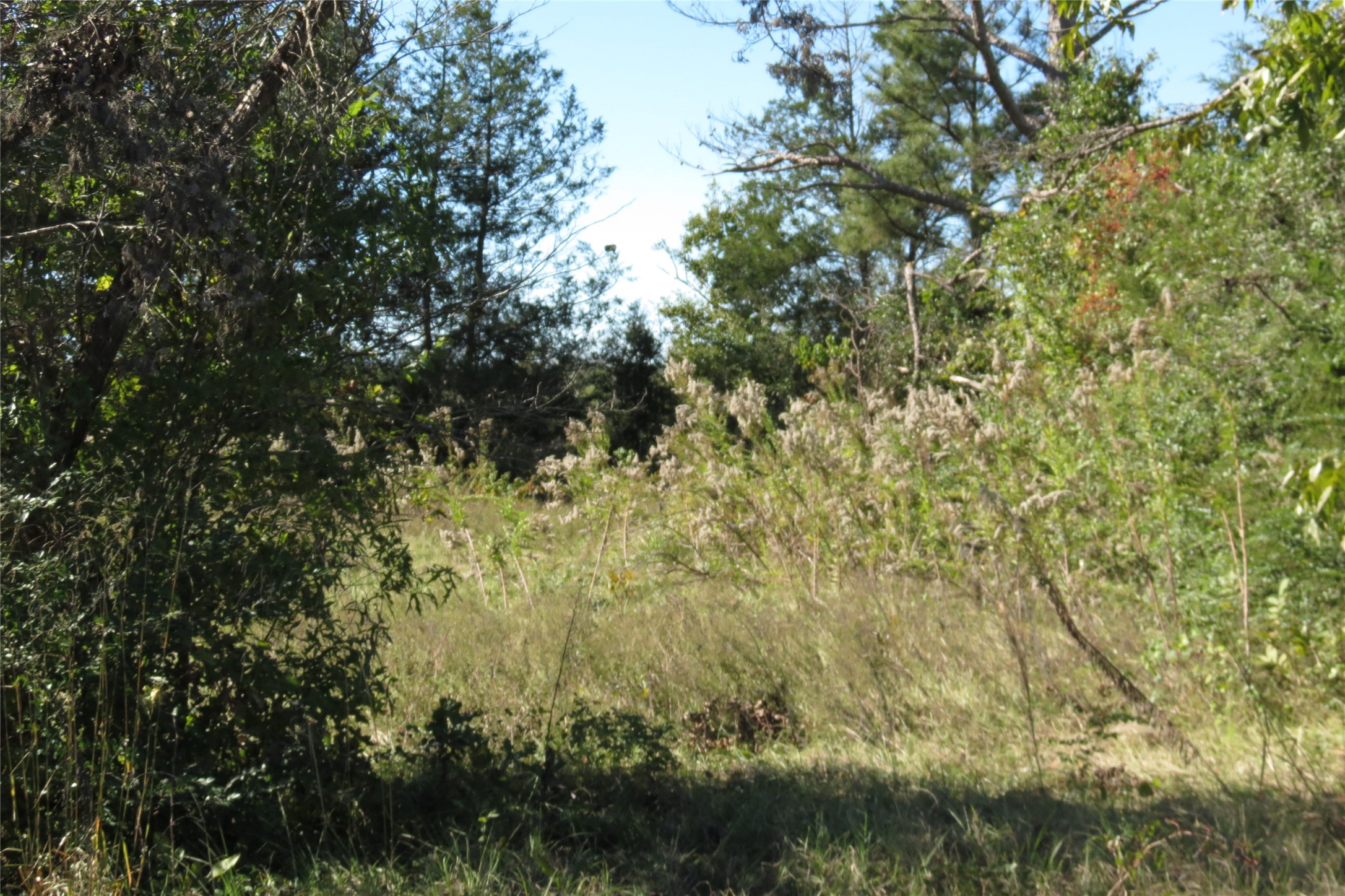 343 Evie Davidson Road Groveton, TX 75845 - Photo 4 of 13 a view of a yard