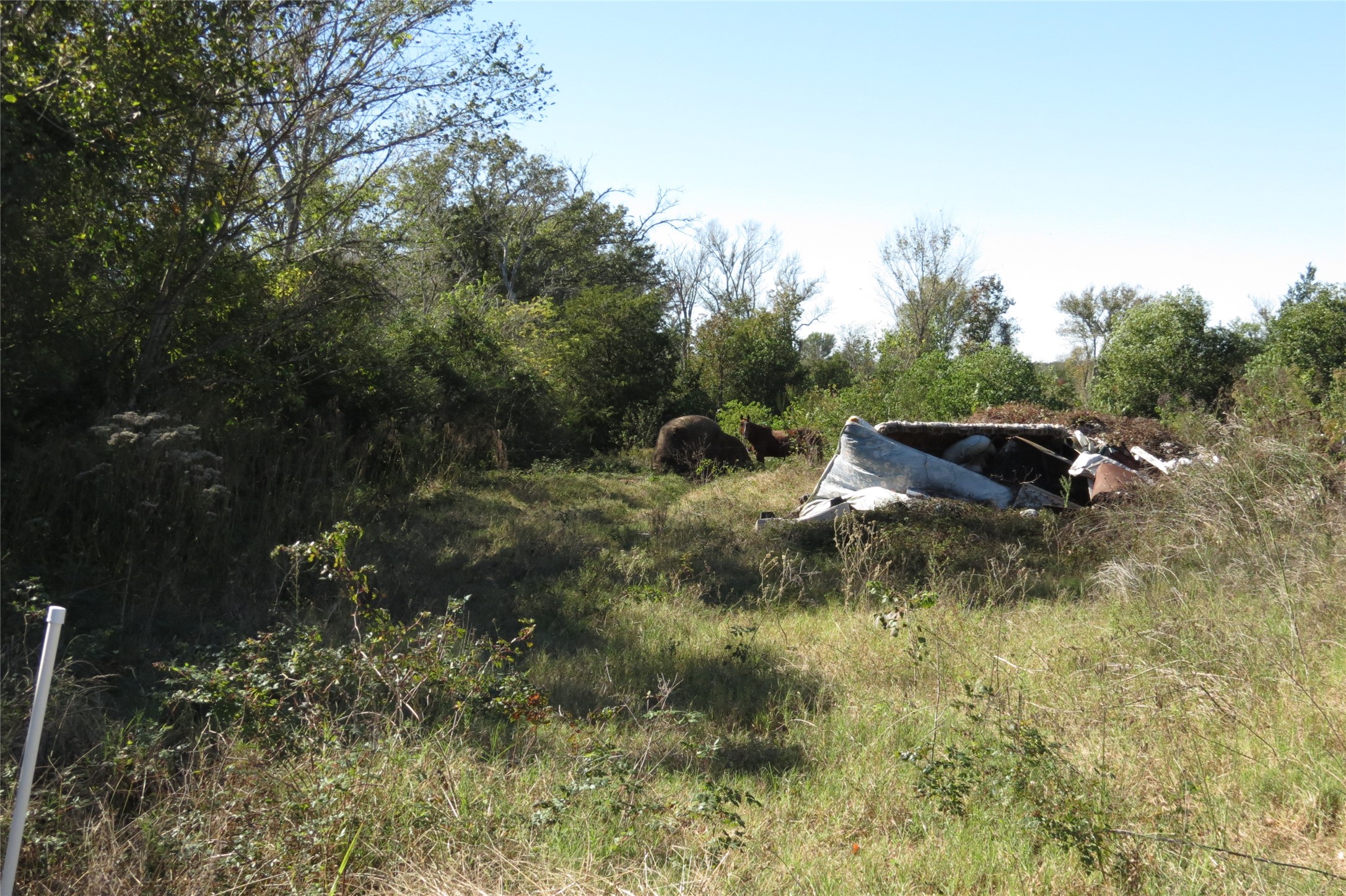 343 Evie Davidson Road Groveton, TX 75845 - Photo 5 of 13 a view of a house with a yard