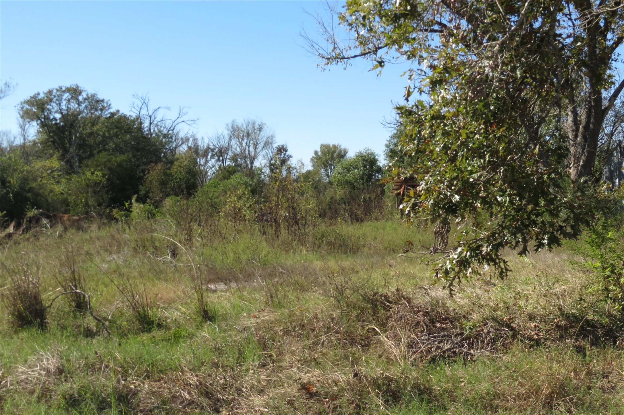 343 Evie Davidson Road Groveton, TX 75845 - Photo 6 of 13 a view of a field of grass and trees