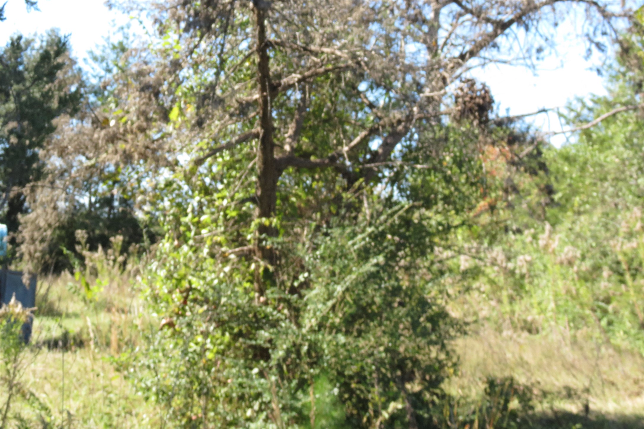 343 Evie Davidson Road Groveton, TX 75845 - Photo 9 of 13 a view of a tree