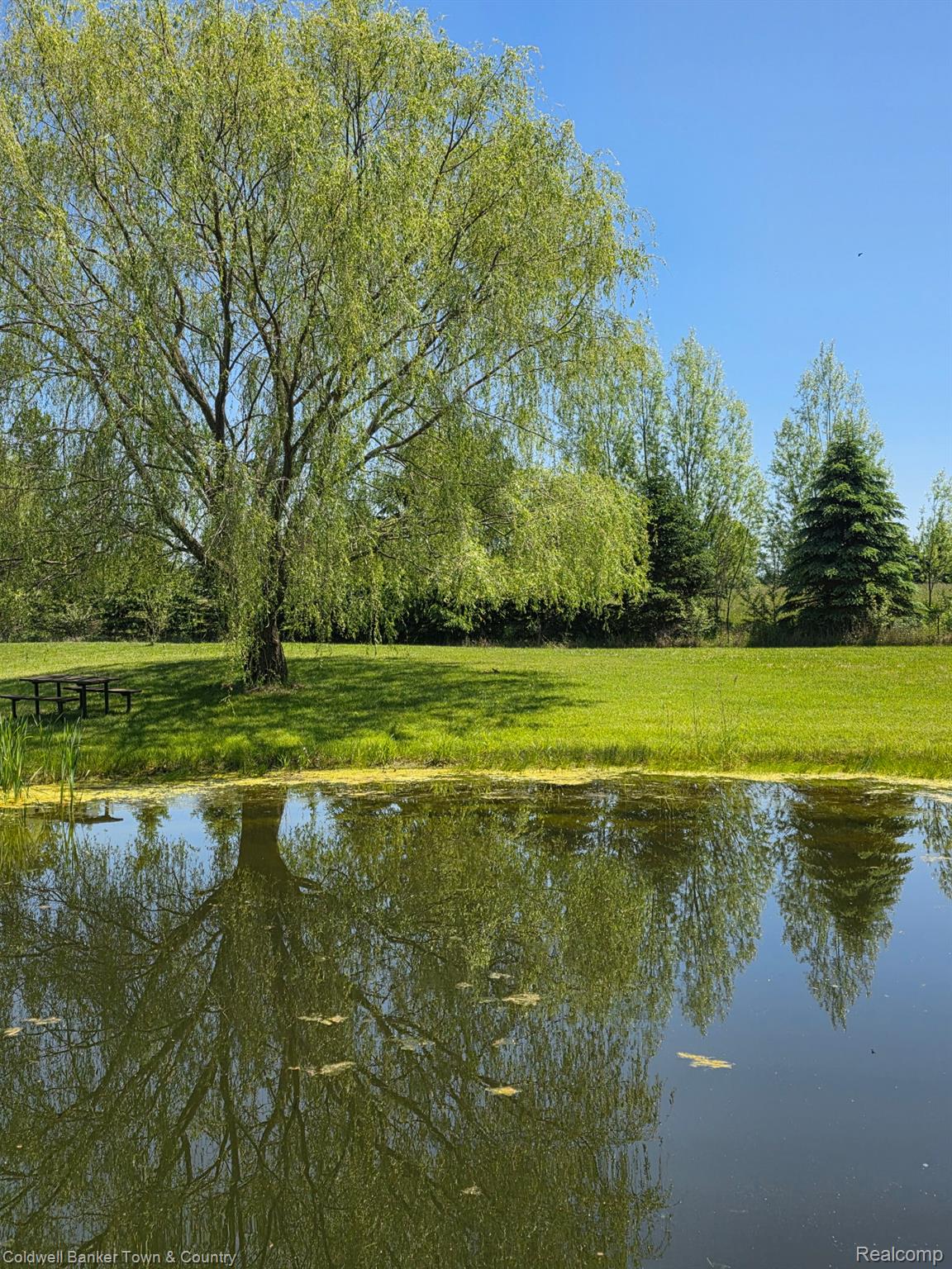 717 North Youngs Road Attica, MI 48412 - Photo 81 of 87 Lush green lawn with a large, mature deciduous tree