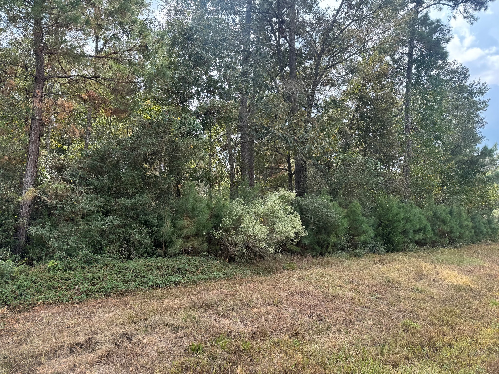 a view of a forest with trees in the background