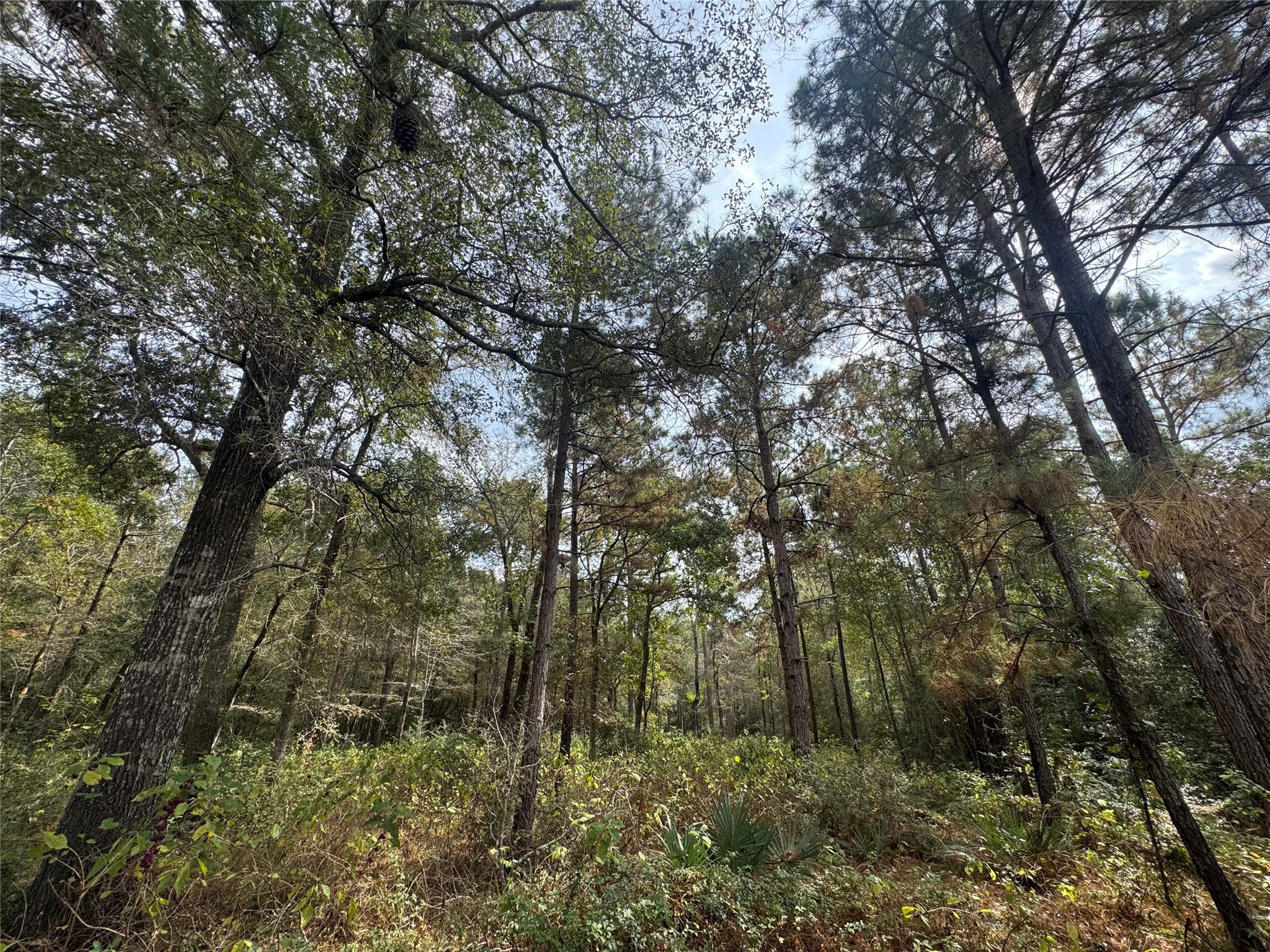 9-17-3b Winchester Road Huntsville, TX 77340 - Photo 3 of 27 a view of forest