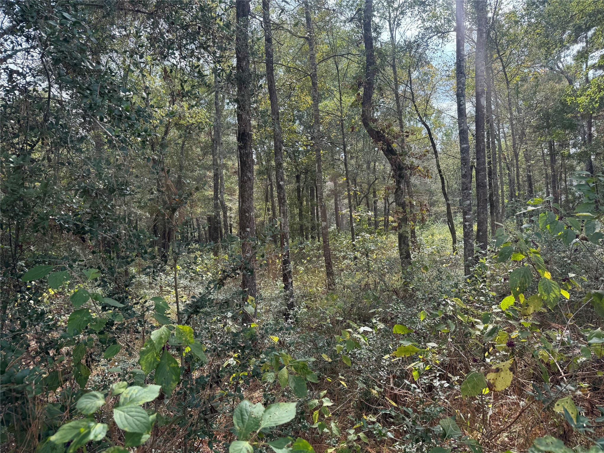9-17-3b Winchester Road Huntsville, TX 77340 - Photo 4 of 27 a view of forest