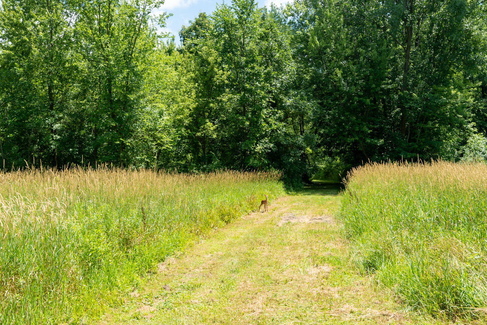 3100 River Road Sodus, MI 49126 - Photo 39 of 69 3100 River Rd-30