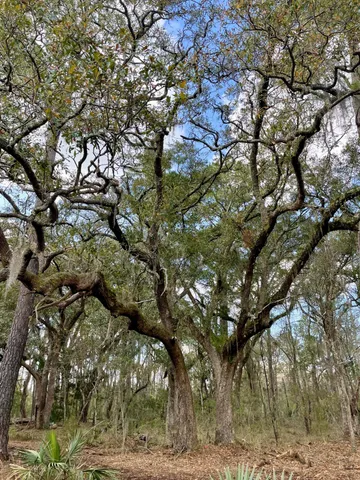 $210,000 | Lot D-2 Toogoodoo Road, Meggett, SC 29449