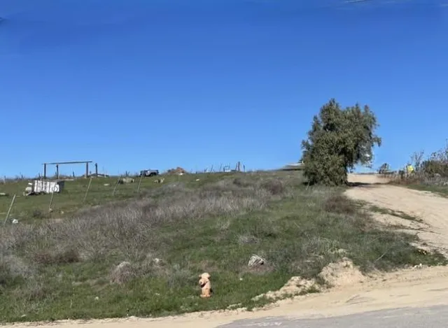 a view of a field with a tree in the background