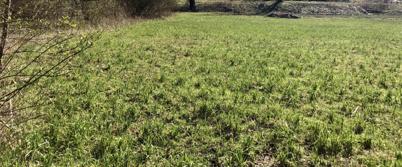 6200 Roberts Road Arrington, TN 37014 - Photo 8 of 13 Lower half of the 5.2 acres.
