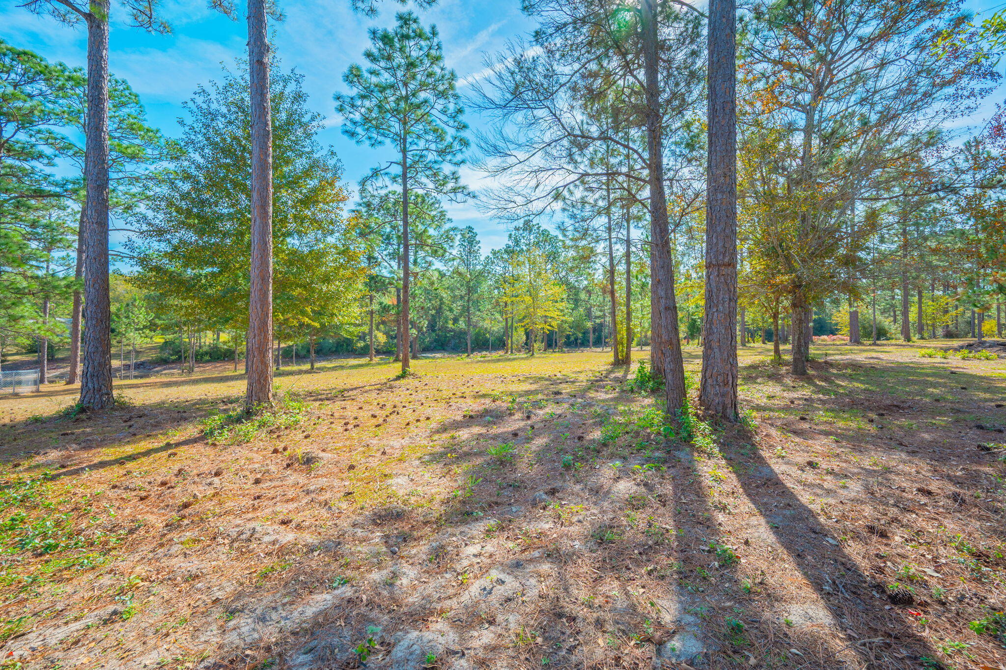 1136 10 Lake Drive DeFuniak Springs, FL 32433 - Photo 49 of 53 a view of backyard with tree
