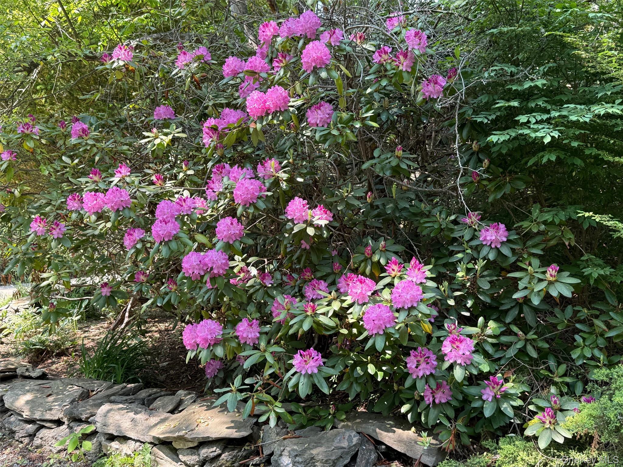 230 Cooper Road Millerton, NY 12546 - Photo 3 of 20 a view of a flower in a garden