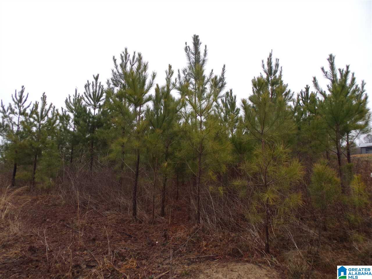 Jackson Trail, Unit 4 Albertville, AL 35950 - Photo 2 of 13
