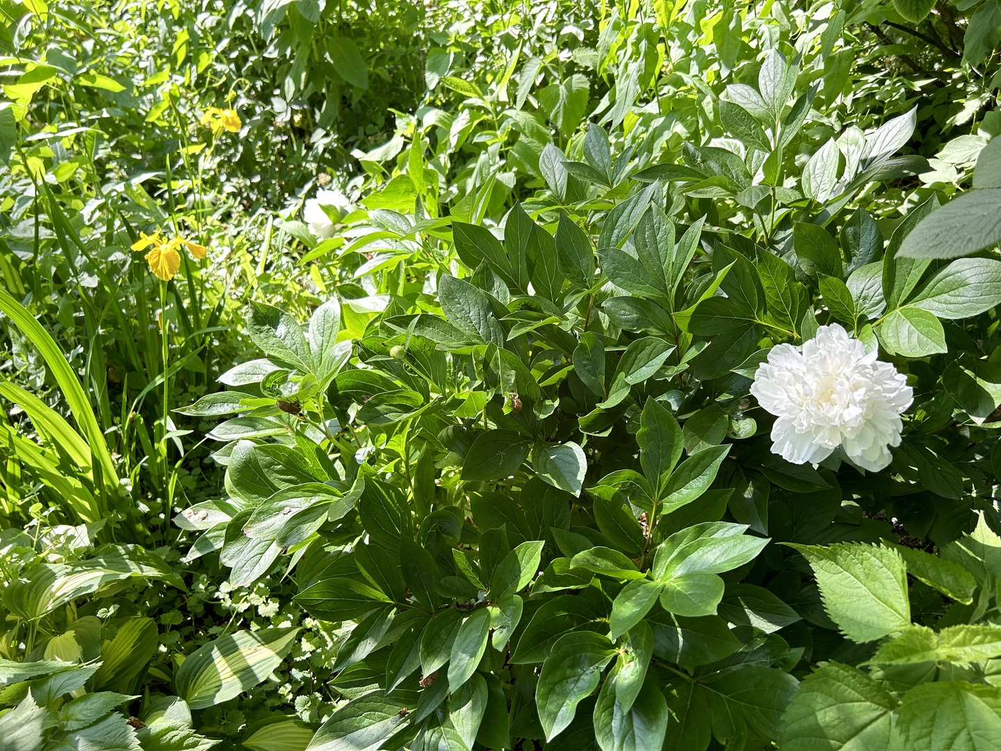 25W560 Piccadilly Road Wheaton, IL 60189 - Photo 28 of 33 a view of a flowers in a garden