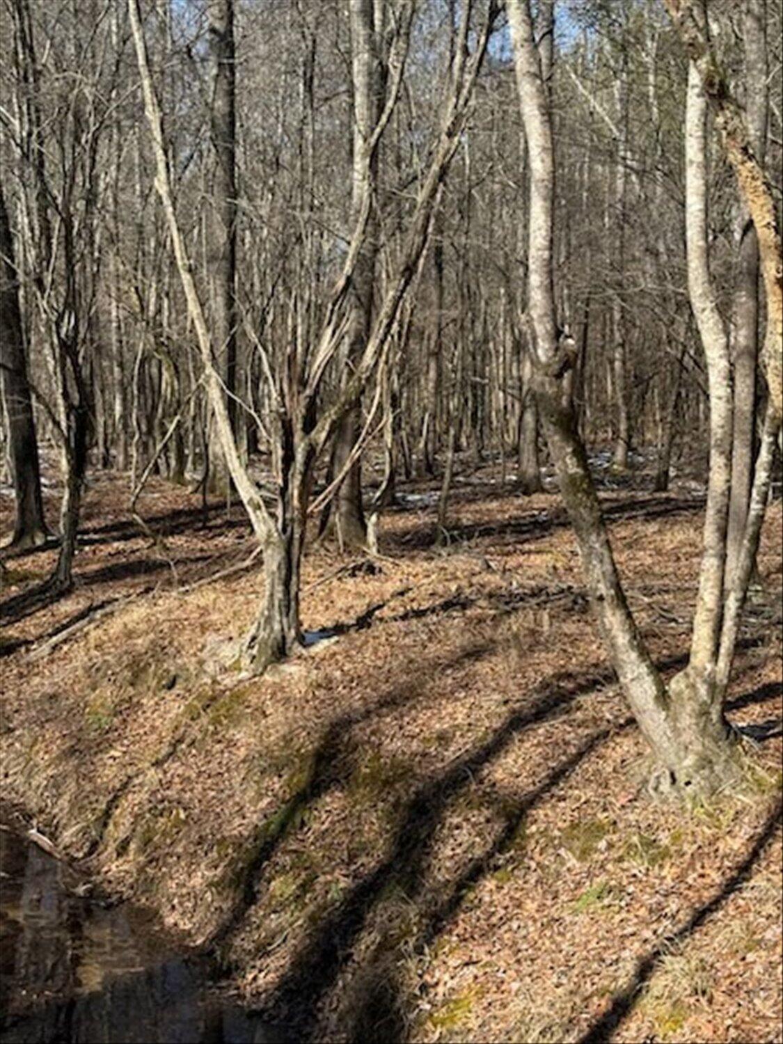 0 Hollis Norman & Callaway Road Tignall, GA 30668 - Photo 15 of 17 15-IMG_9950