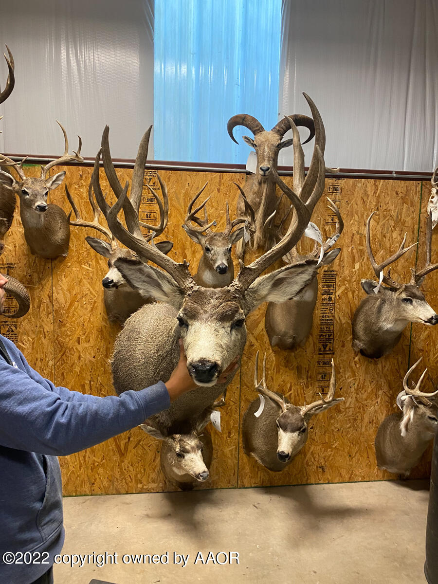 Conrad Ranch Adrian, TX 79001 - Photo 62 of 69 Conrad_Ranch_Game_Pics-IMG_2300