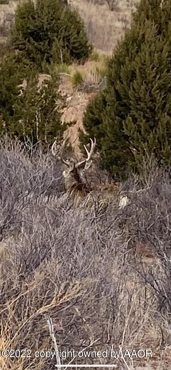 Conrad Ranch Adrian, TX 79001 - Photo 64 of 69 Conrad_Ranch_Game_Pics-IMG_4271