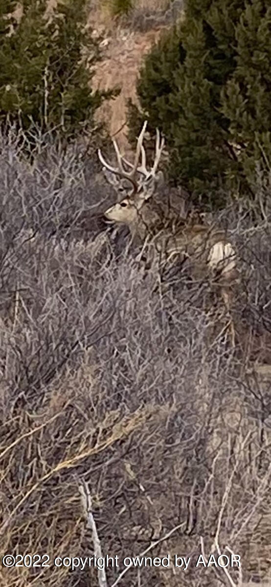 Conrad Ranch Adrian, TX 79001 - Photo 65 of 69 Conrad_Ranch_Game_Pics-IMG_4274